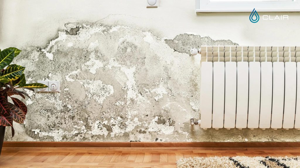 What is mold and why is it dangerous to your health? Clair