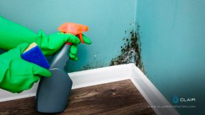Dealing with Black Mold: Health Risks and Removal Strategies.