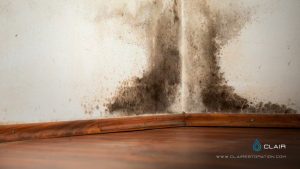 Effective Ways to Remove Mold from Basements and Damp Spaces